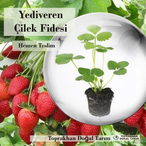 yediveren-çilek-fidesi
